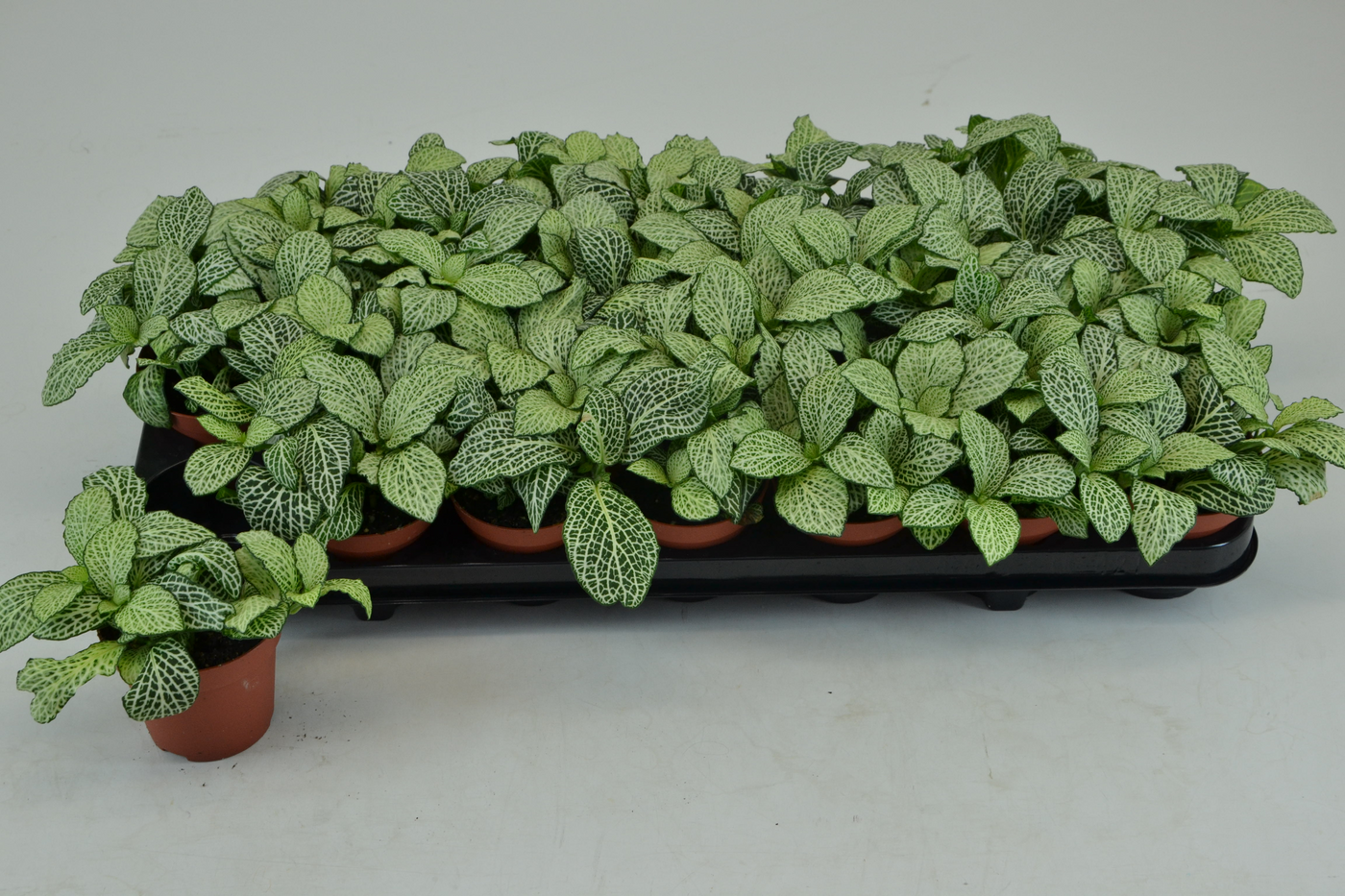 Planta naturala Tuft H10cm Fittonia White Anne PS8/ in pamant