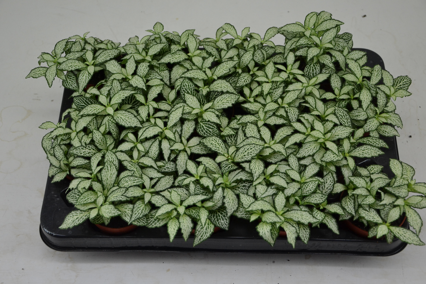 Planta naturala Tuft H10cm Fittonia white forest flame PS7/ in pamant