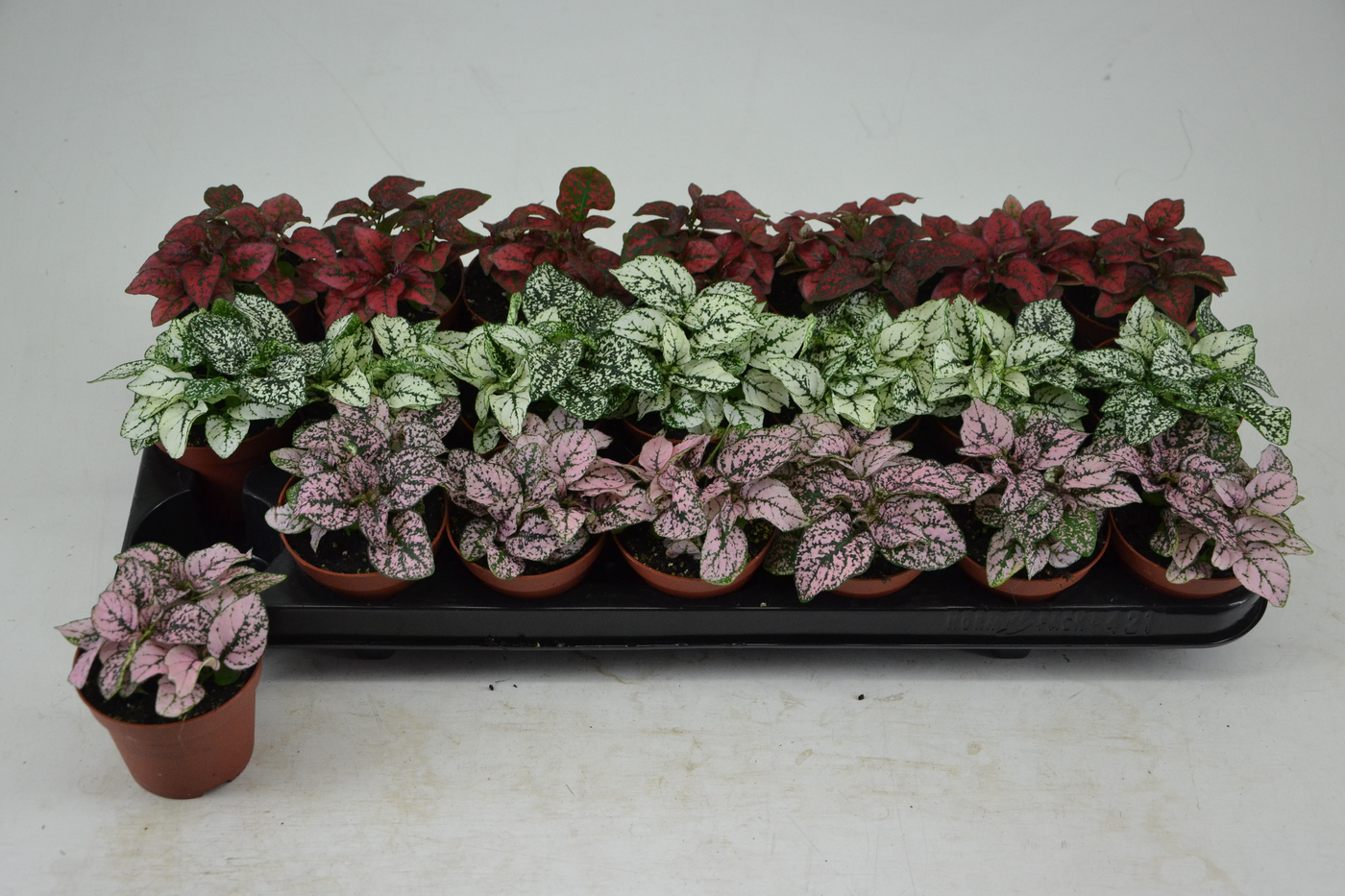 Planta naturala Tuft H10cm Hypoestes Mix 3 kleuren PS8/ in pamant