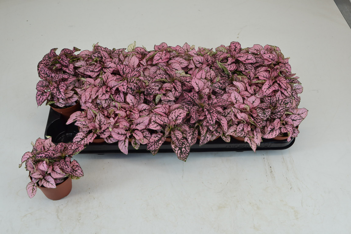 Planta naturala Tuft H10cm Hypoestes Rose PS8/ in pamant