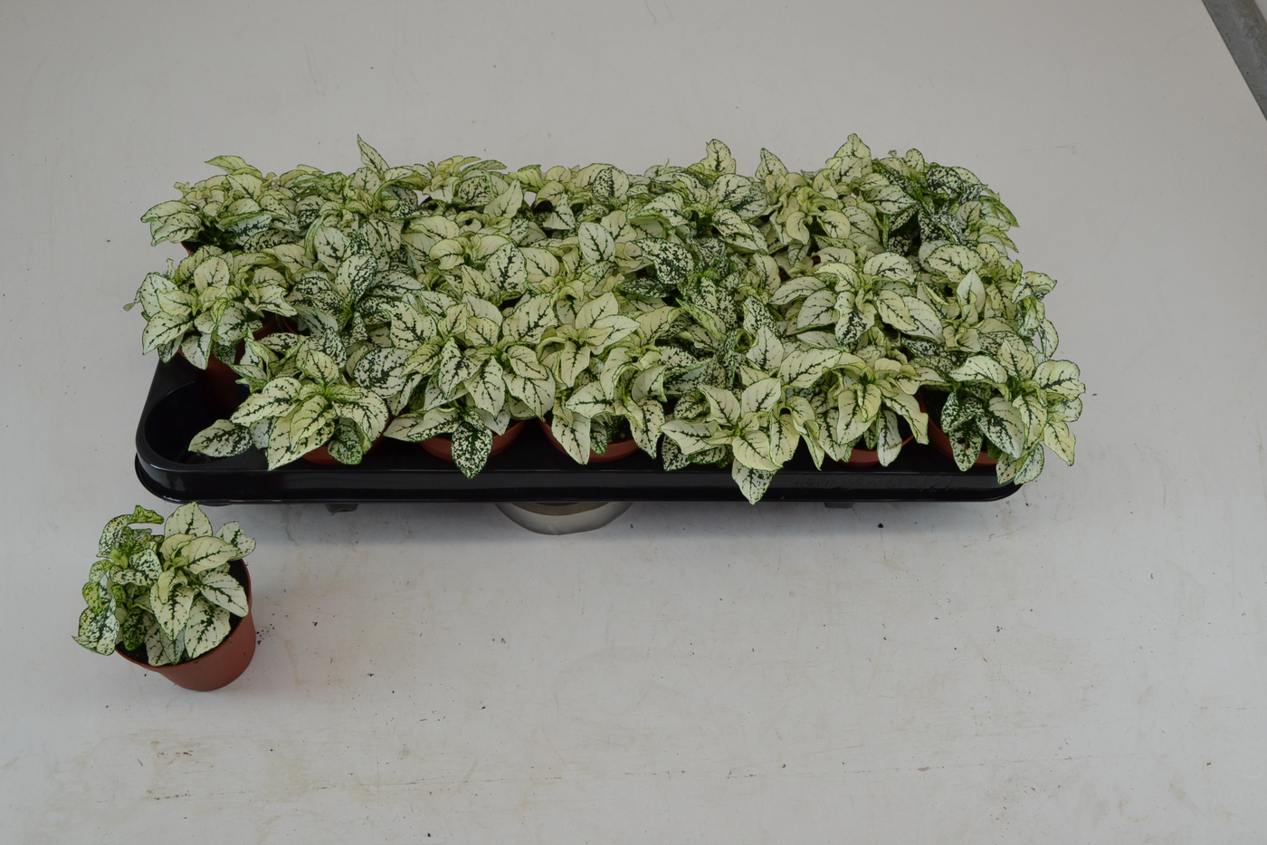 Planta naturala Tuft H10cm Hypoestes Wit PS8/ in pamant