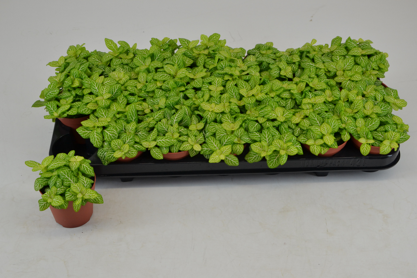 Planta naturala Tuft H12cm Fittonia Joly Lemon PS8/ in pamant