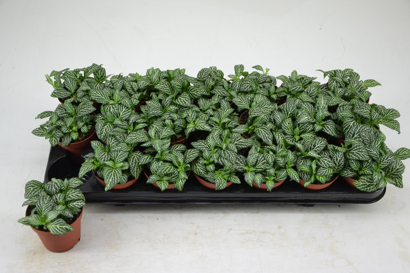 Planta naturala Tuft H12cm Fittonia Marble Green PS8/ in pamant