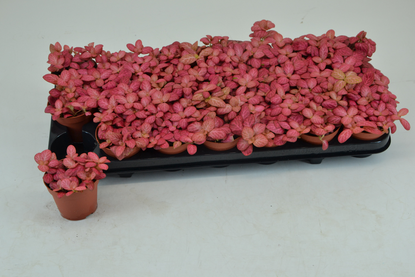 Planta naturala Tuft H12cm Fittonia Pink Special PS8/ in pamant