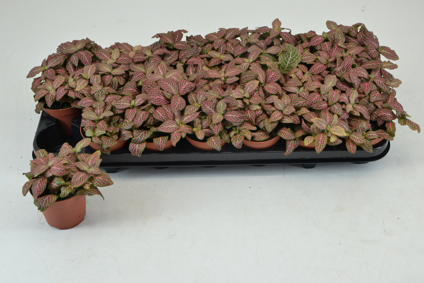 Planta naturala Tuft H12cm Fittonia Red Angel PS8/ in pamant