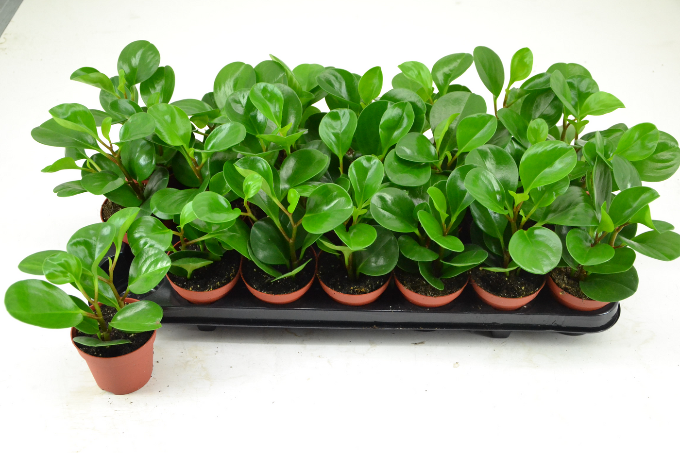 Planta naturala Tuft H12cm PEPEROMIA GREEN LEMON PS8/ in pamant