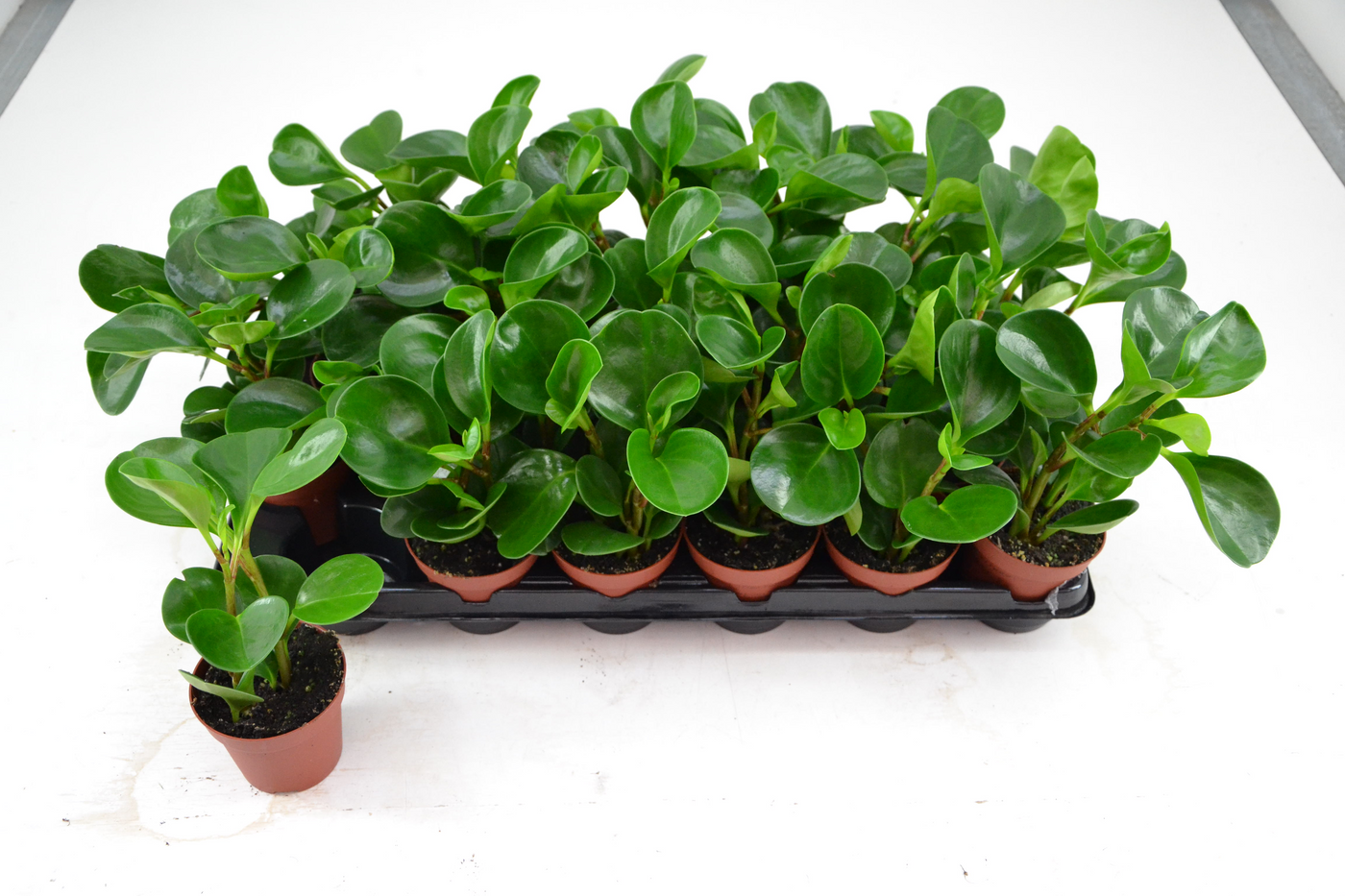 Planta naturala Tuft H12cm PEPEROMIA RED MARGIN PS8/ in pamant