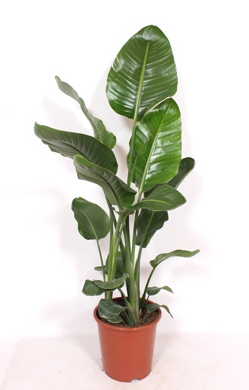 Planta naturala Tuft H130cm Strelitzia nicolai PS27/ in pamant