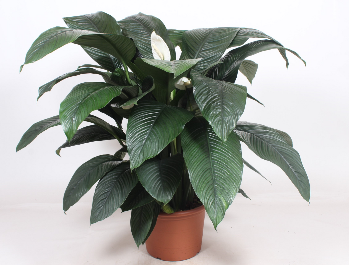 Planta naturala Tuft H150cm Spathiphyllum 'Sensation' PS45/ in pamant