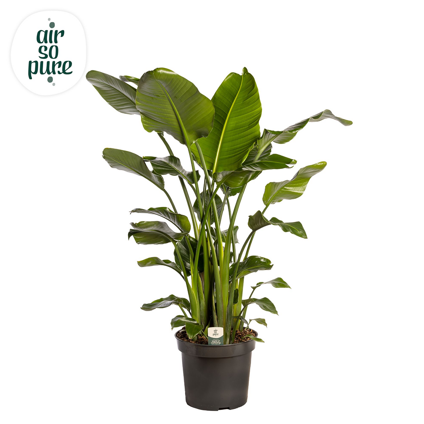 Planta naturala Tuft H160cm Strelitzia nicolai PS35/ in pamant