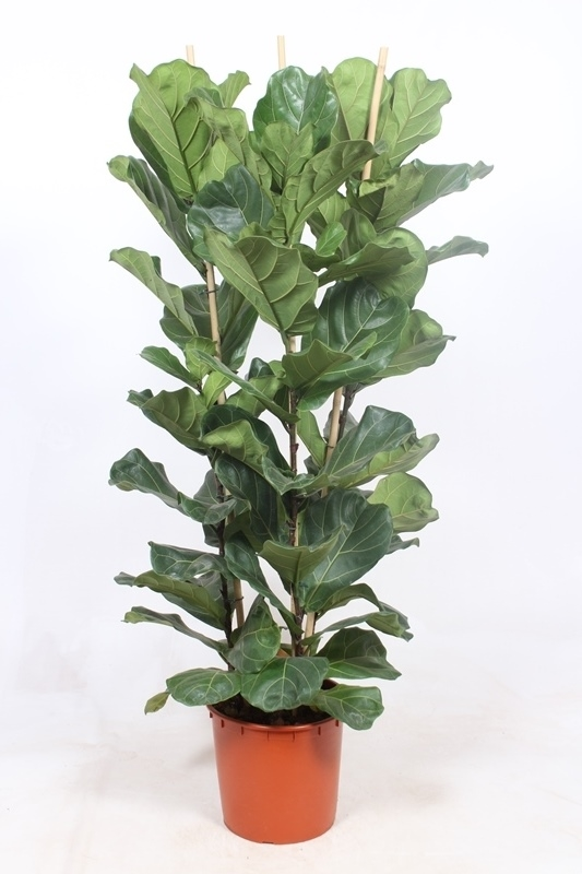 Planta naturala Tuft H170cm Ficus lyrata PS34/ in pamant