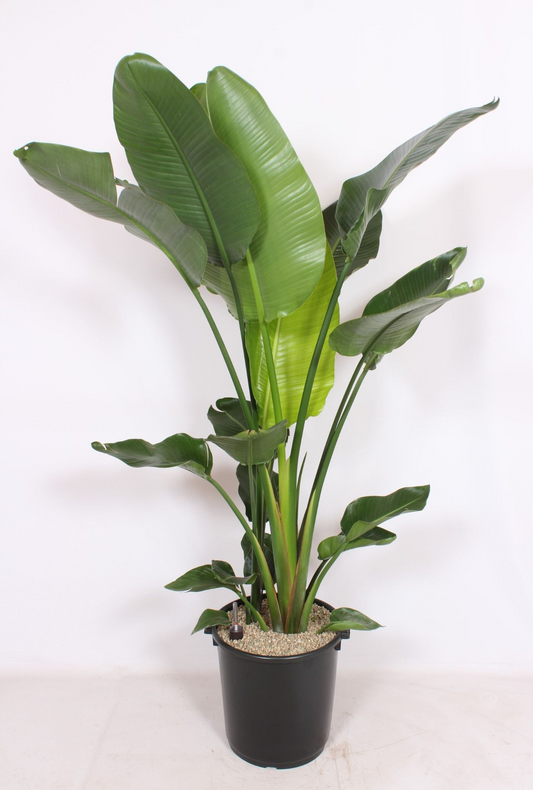 Planta naturala Tuft H190cm Strelitzia nicolai PS40/ in pamant