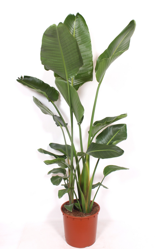 Planta naturala Tuft H200cm Strelitzia nicolai PS34/ in pamant