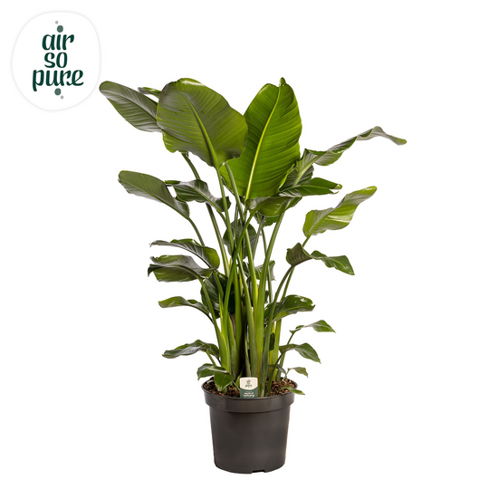 Planta naturala Tuft H200cm Strelitzia nicolai PS35/ in pamant