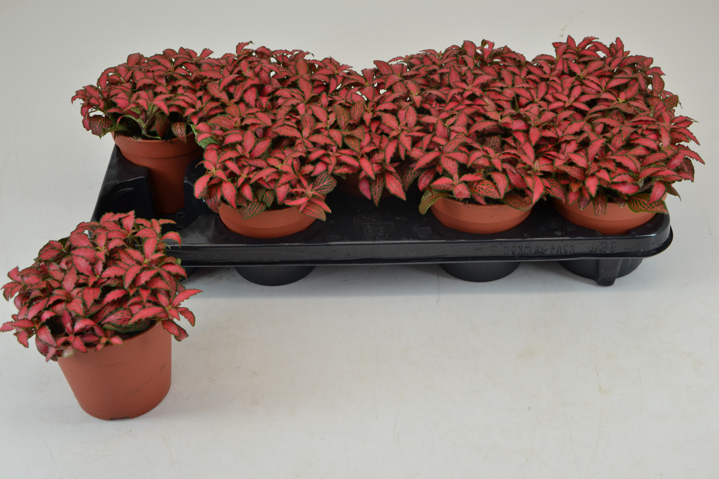 Planta naturala Tuft H20cm Fittonia Forest Flame PS12/ in pamant