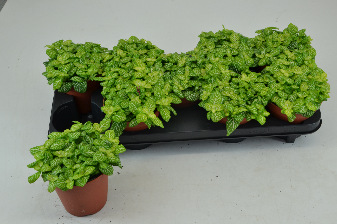 Planta naturala Tuft H20cm Fittonia Joly Lemon PS12/ in pamant