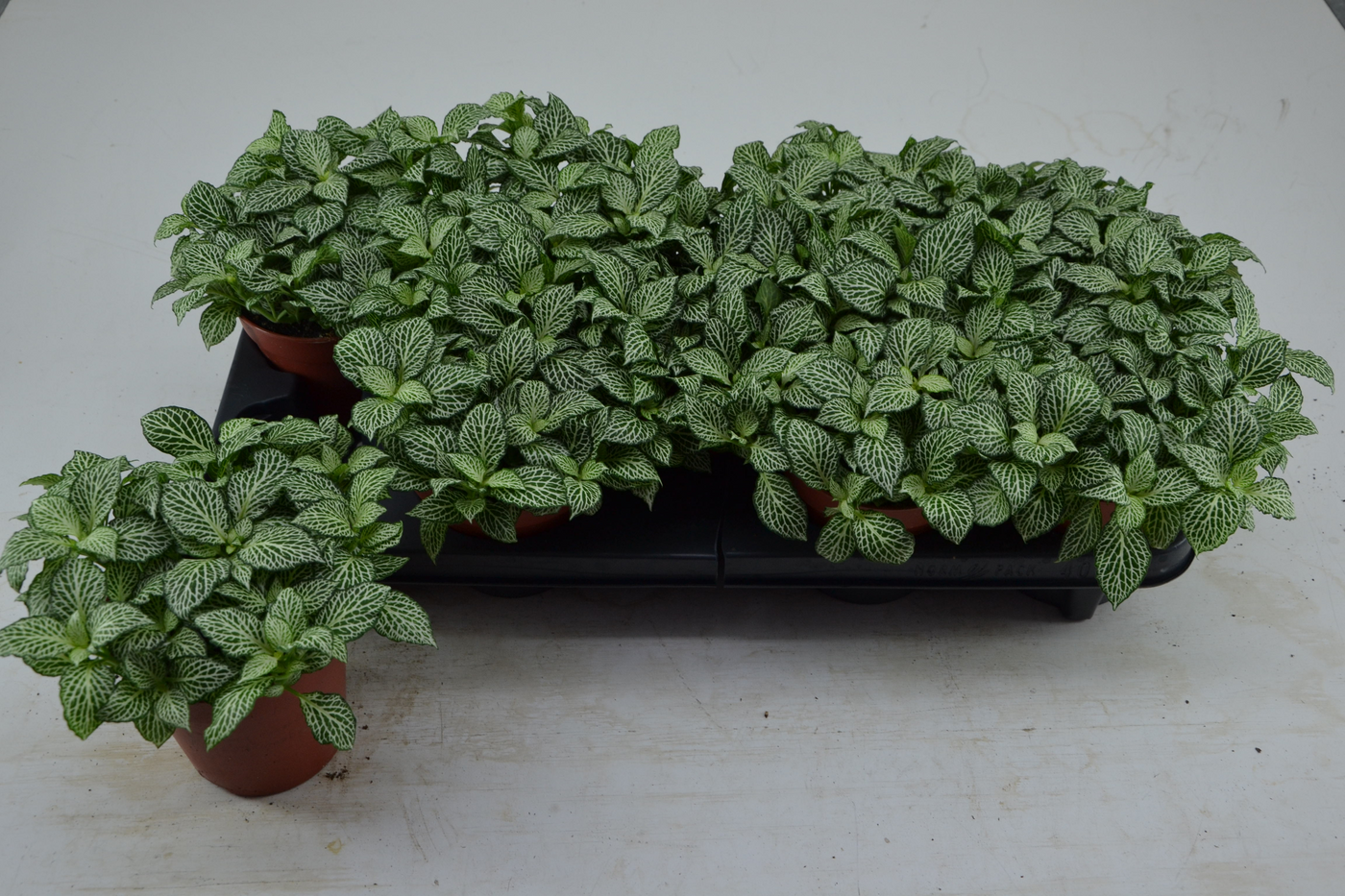 Planta naturala Tuft H20cm Fittonia Mini Whisper PS12/ in pamant