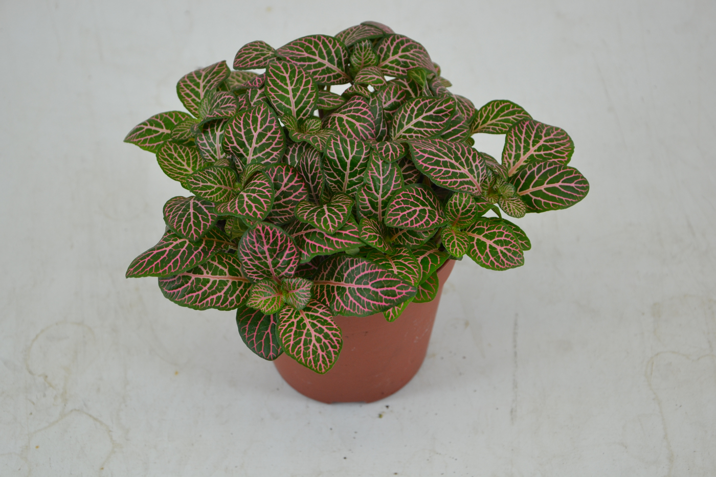 Planta naturala Tuft H20cm Fittonia Mistral PS12/ in pamant