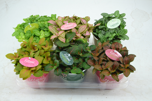 Planta naturala Tuft H20cm Fittonia mix PS12/ in pamant