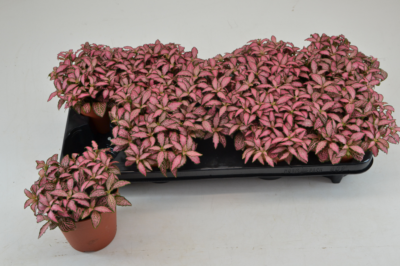 Planta naturala Tuft H20cm Fittonia Mosaic Pink Forest Flame PS12/ in pamant