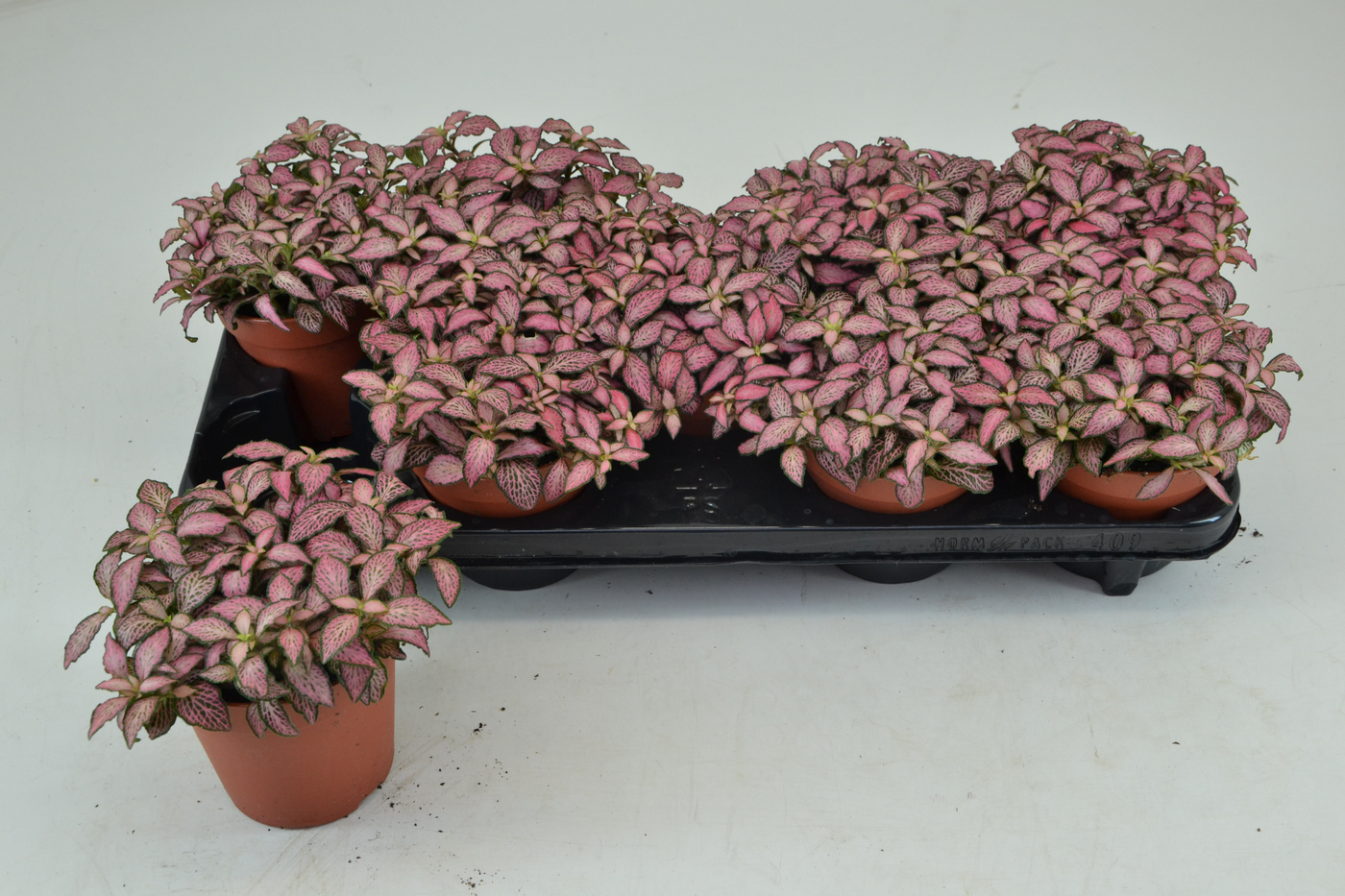 Planta naturala Tuft H20cm Fittonia Mosaic Zalm Forest Flame PS12/ in pamant