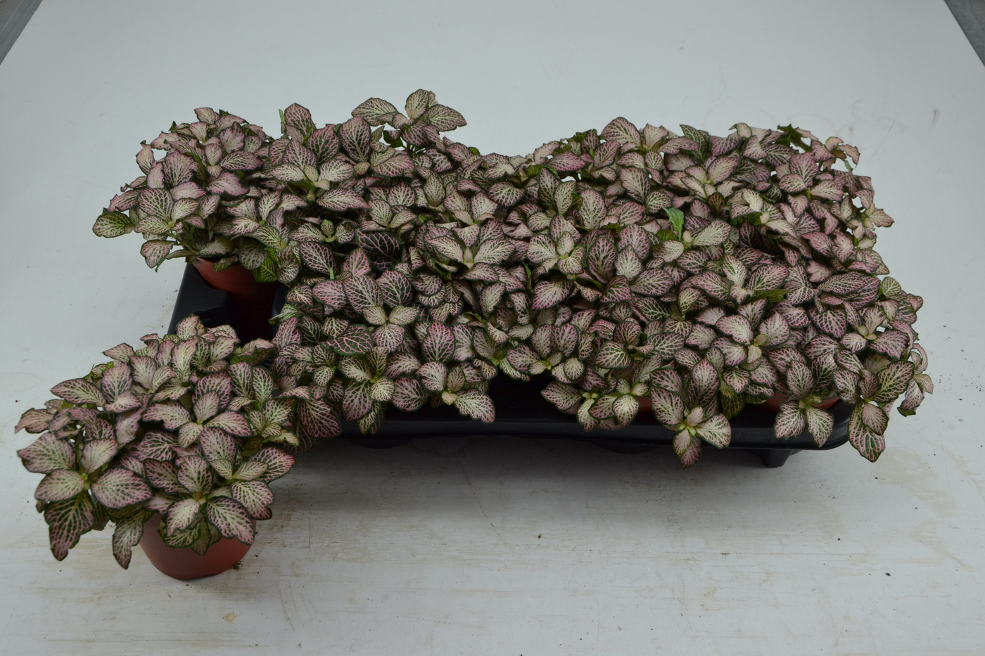 Planta naturala Tuft H20cm Fittonia Pink Tiger PS12/ in pamant