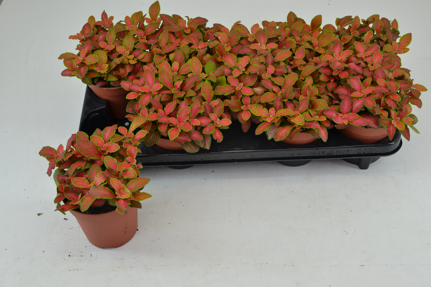 Planta naturala Tuft H20cm Fittonia Ruby Lime PS12/ in pamant