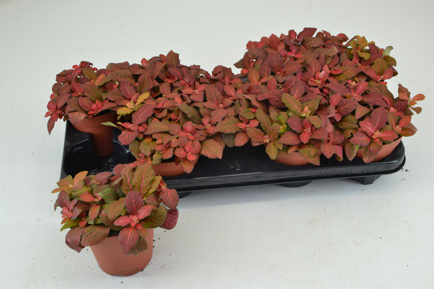 Planta naturala Tuft H20cm Fittonia Ruby Red PS12/ in pamant