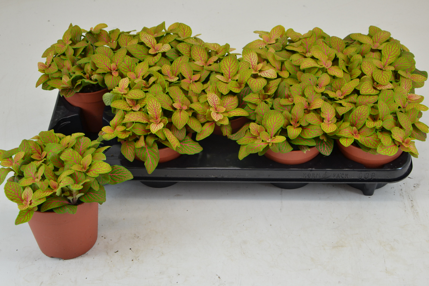 Planta naturala Tuft H20cm Fittonia Skeleton PS12/ in pamant