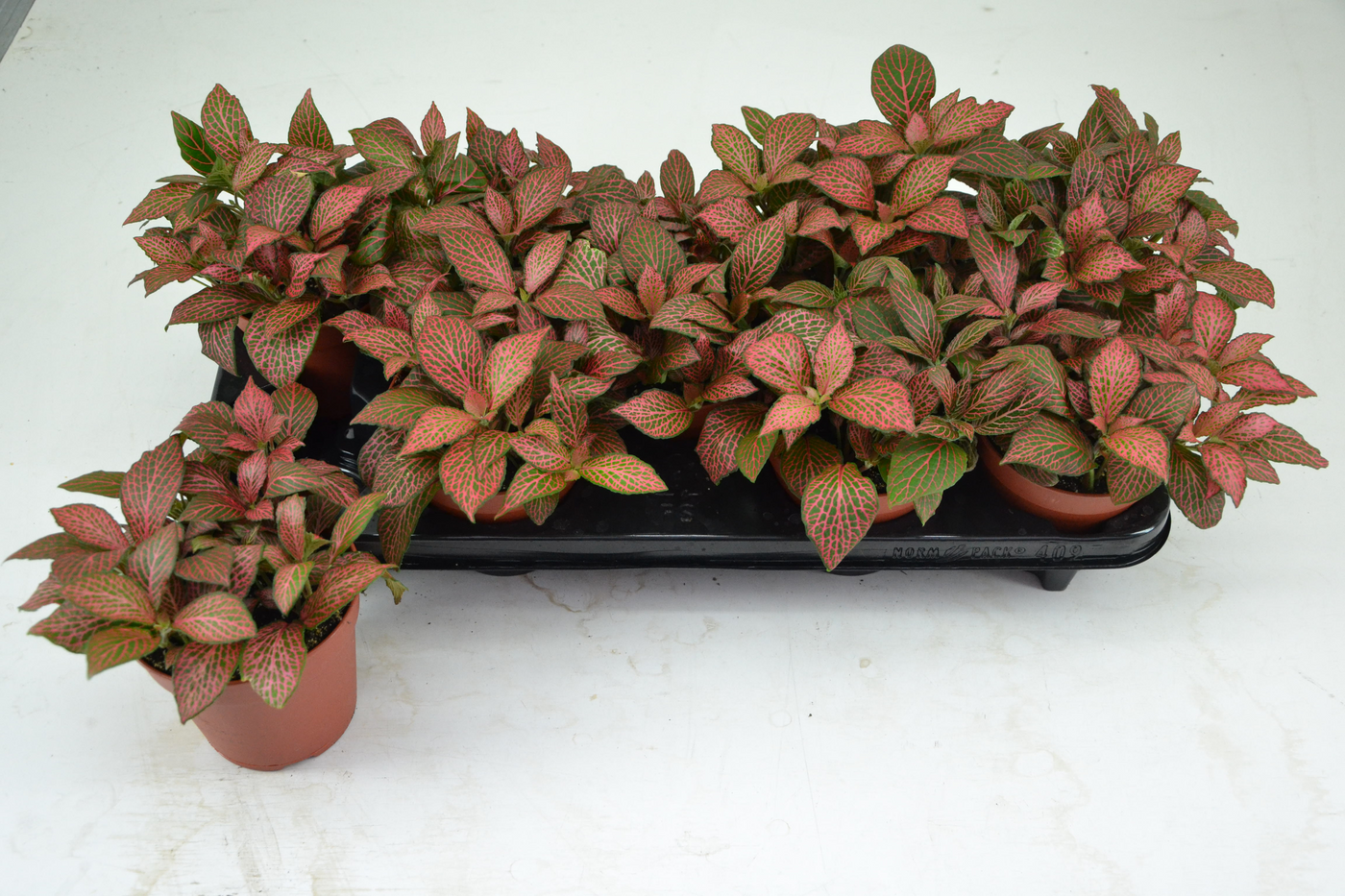Planta naturala Tuft H20cm Fittonia verschaffeltii 'Red Star' PS12/ in pamant