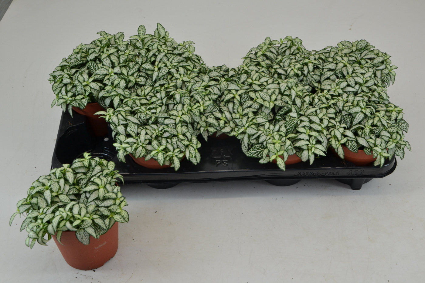 Planta naturala Tuft H20cm Fittonia White Forest PS12/ in pamant