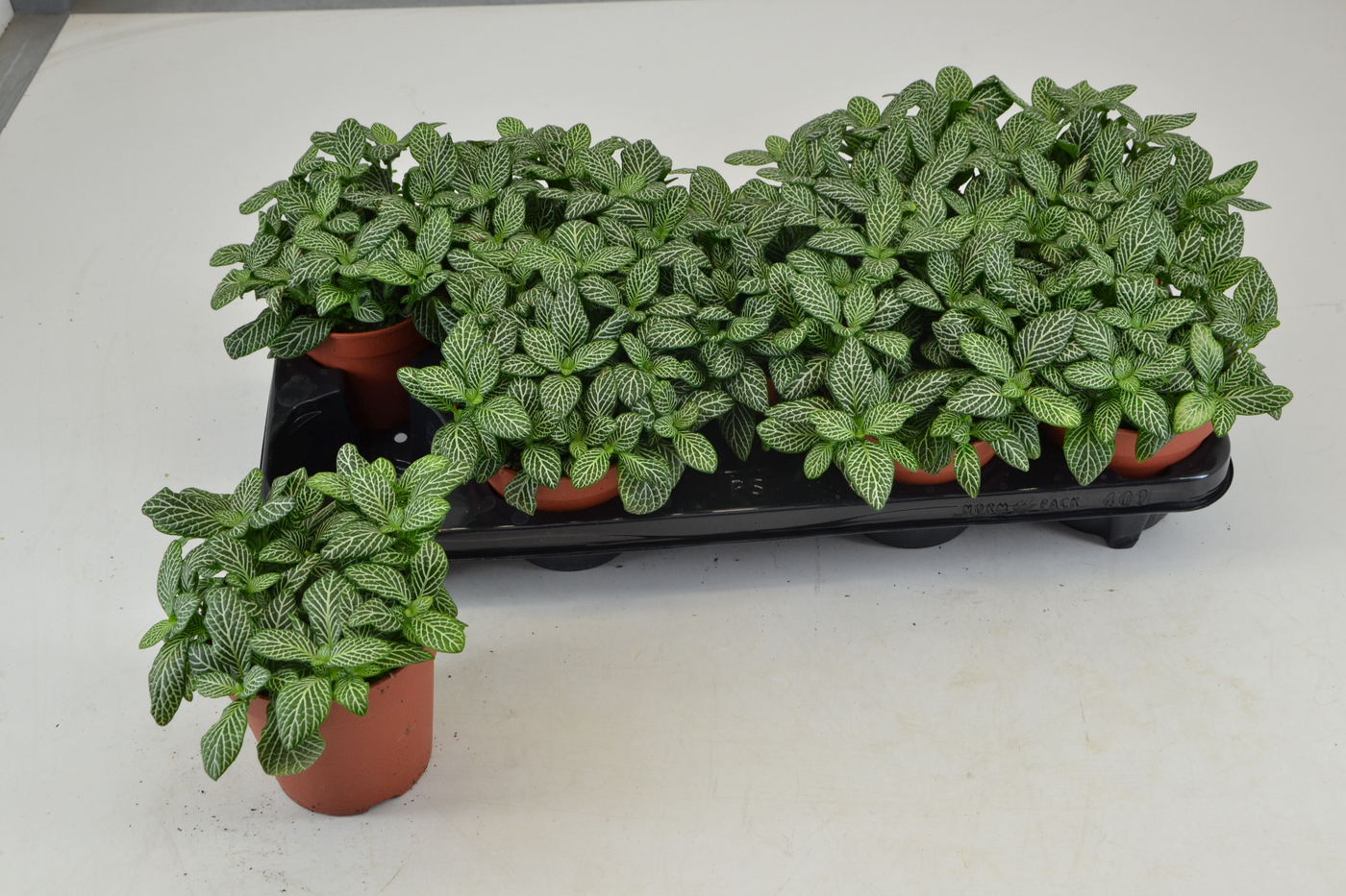 Planta naturala Tuft H20cm Fittonia White Joly Josan PS12/ in pamant