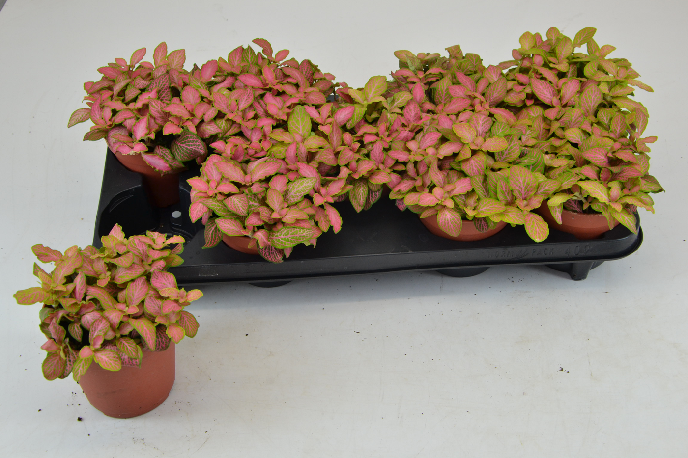 Planta naturala Tuft H20cm Fittonia zalm ruby lime PS12/ in pamant