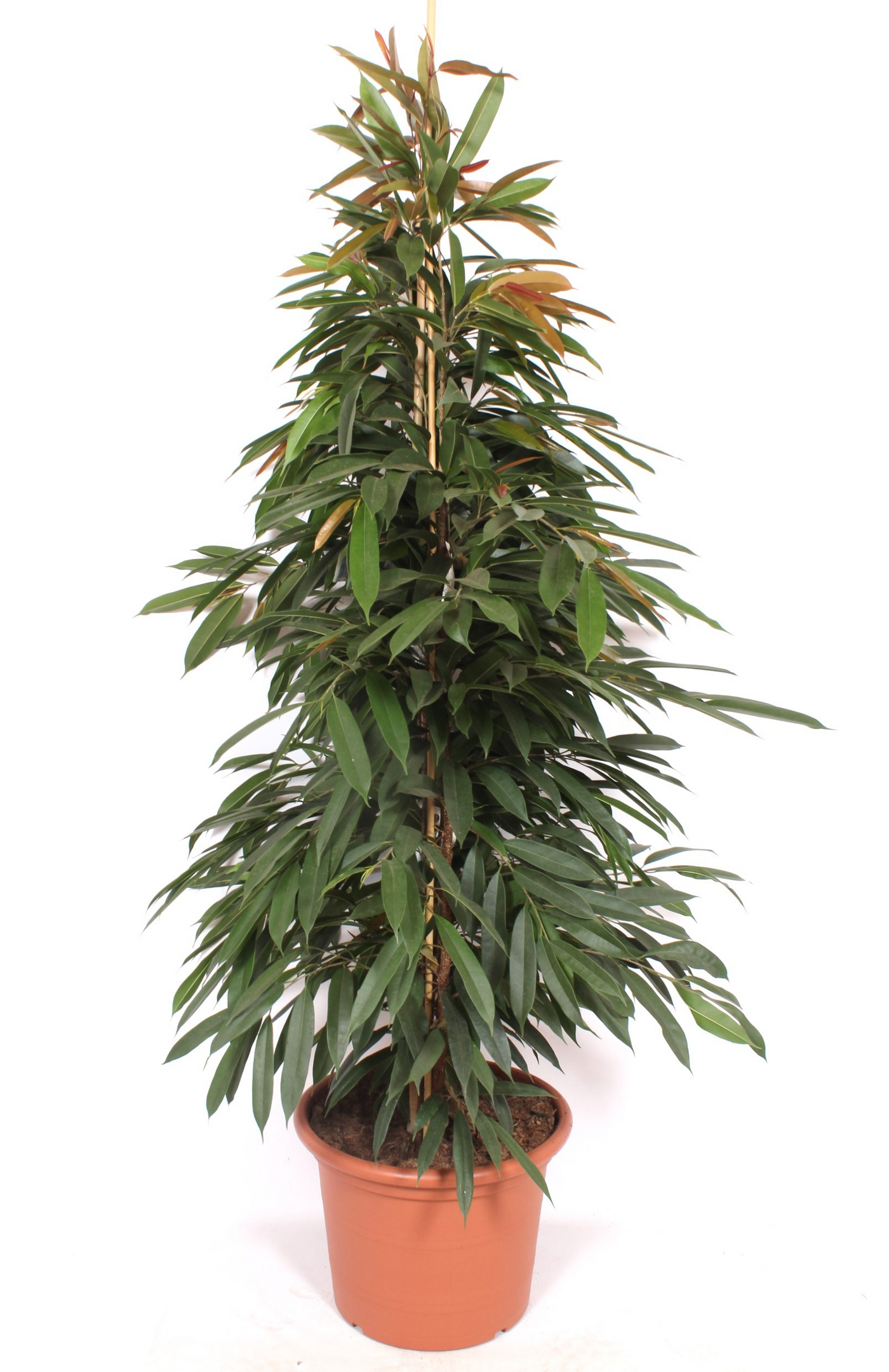 Planta naturala Tuft H210cm Ficus binnendijkii 'Amstel King' PS50/ in pamant