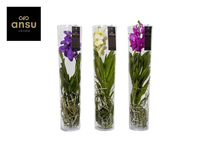 Planta naturala Vanda hybriden H70 cm PS17 cm in pamant