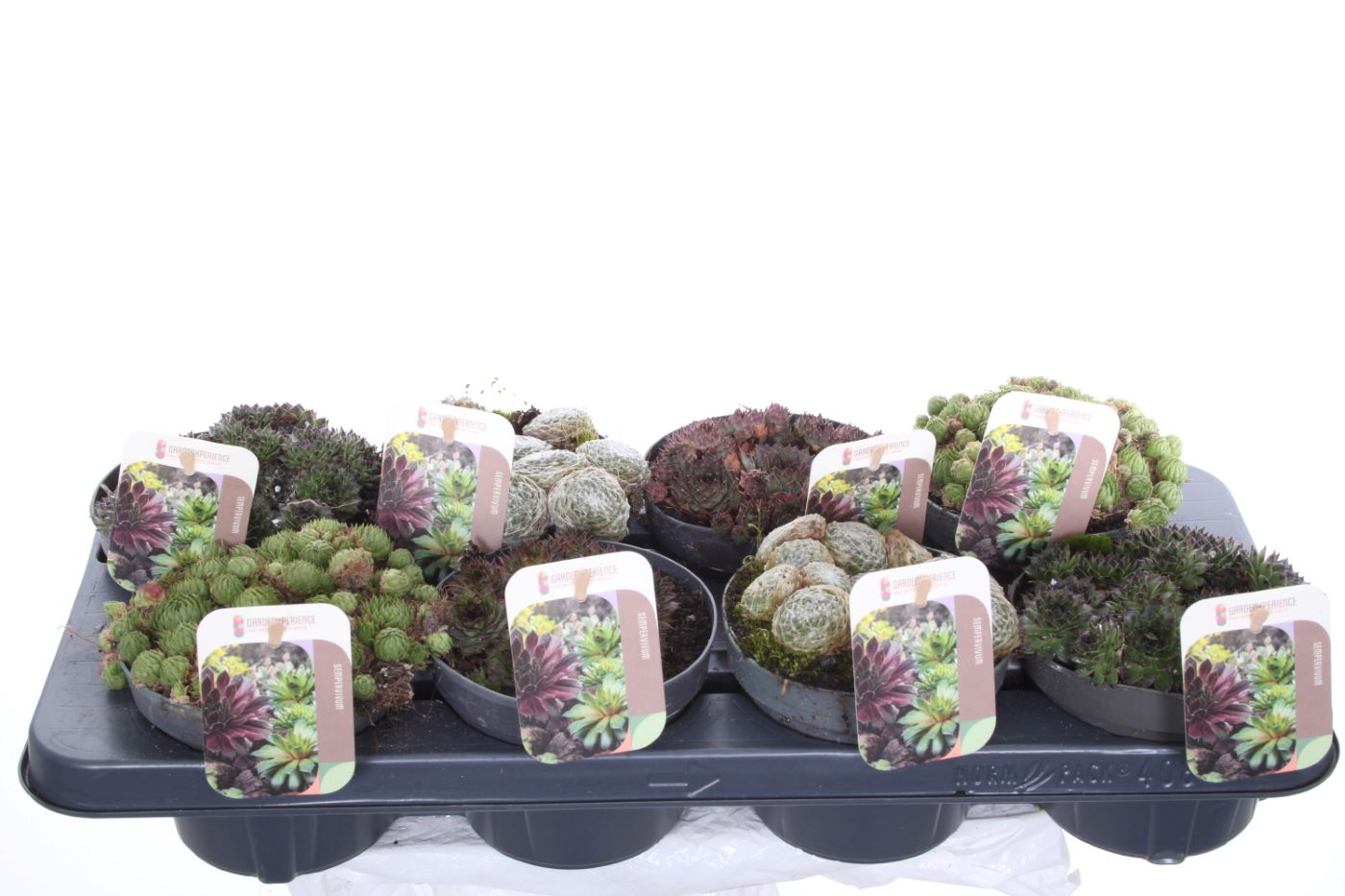 Planta naturala Various colors H15cm Sempervivum mix PS13/ in pamant