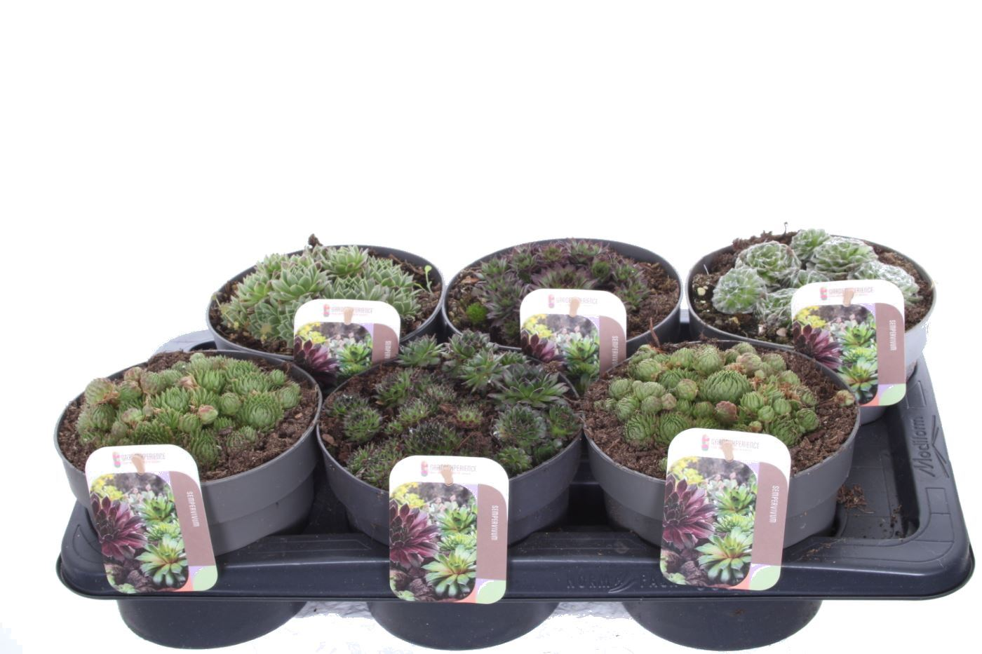 Planta naturala Various colors H15cm Sempervivum mix PS17/ in pamant