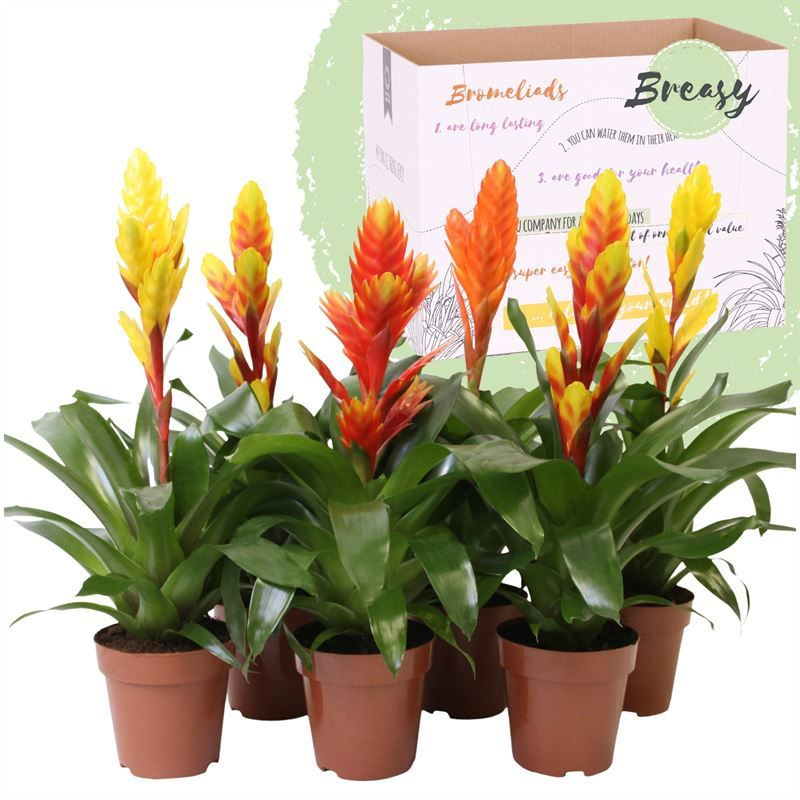 Planta naturala Various colors H45cm Vriesea Nature mix PS12/ in pamant