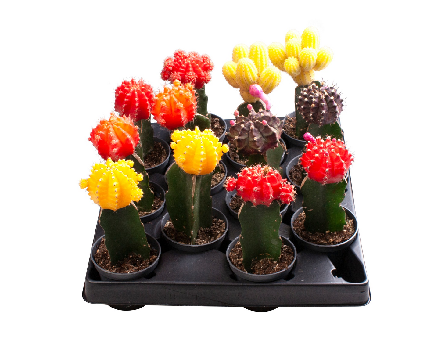 Planta naturala Various colours H15cm Gymnocalycium mihanovichii mix PS6/ in pamant