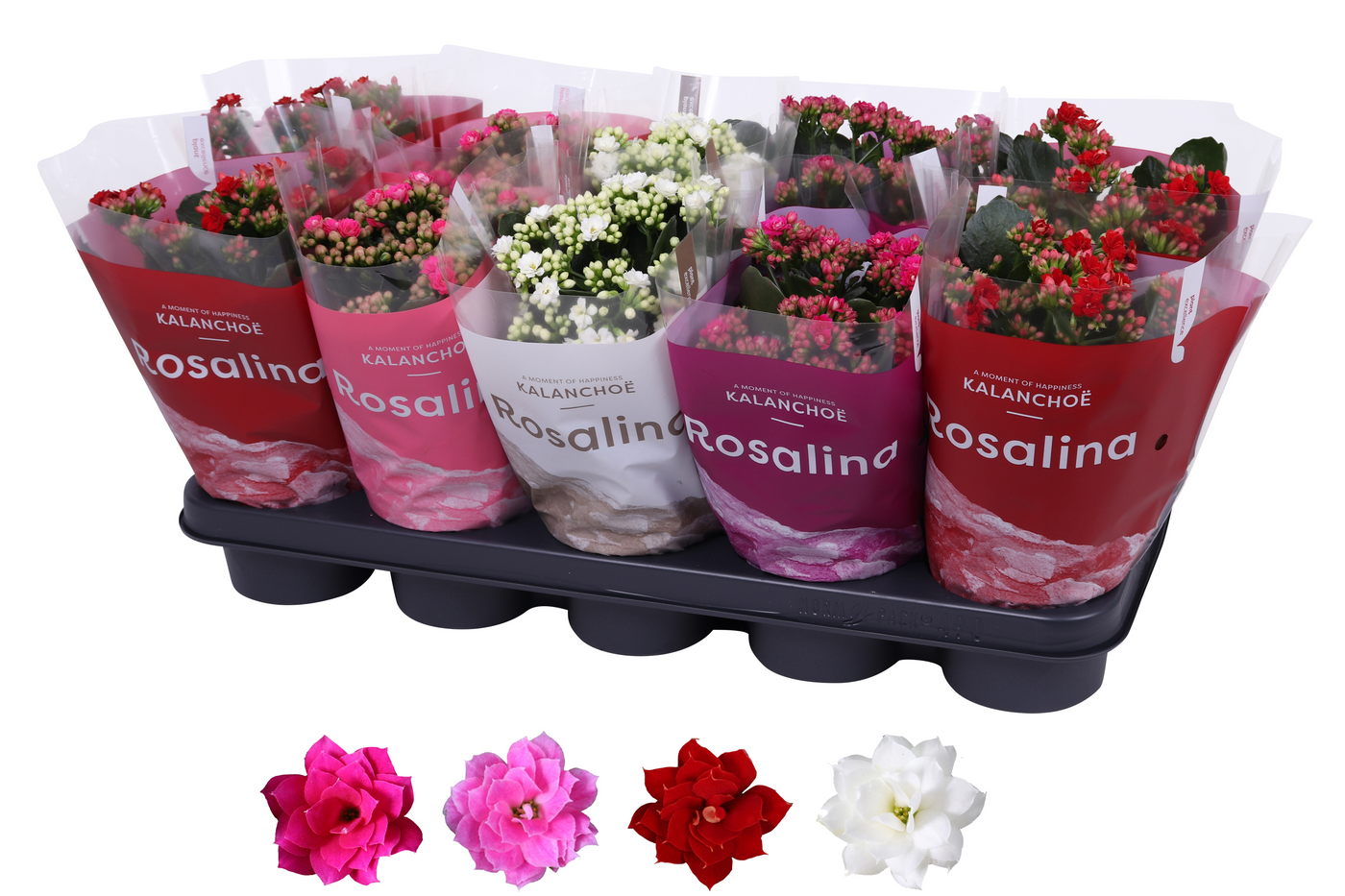 Planta naturala Various colours H27cm Kalanchoe blossfeldiana 'Rosalina' mix PS12/ in pamant