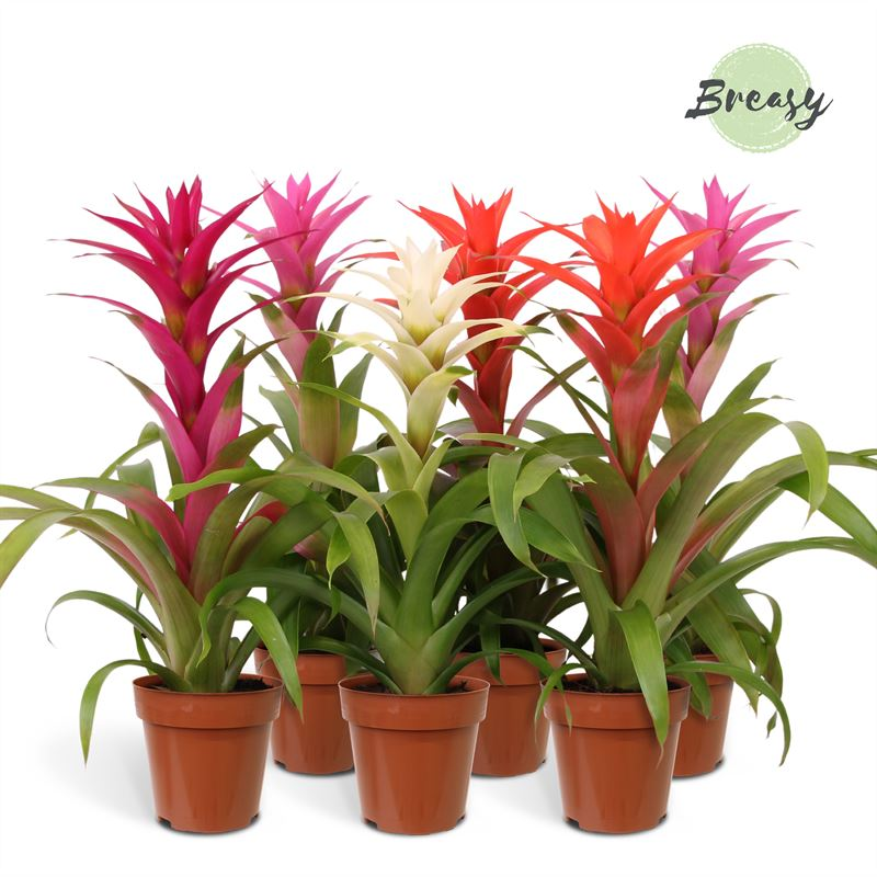 Planta naturala Various colours H45cm Guzmania 'Charming' PS12/ in pamant