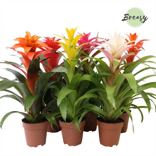 Planta naturala Various colours H45cm Guzmania 'Cupcake' mix PS12/ in pamant