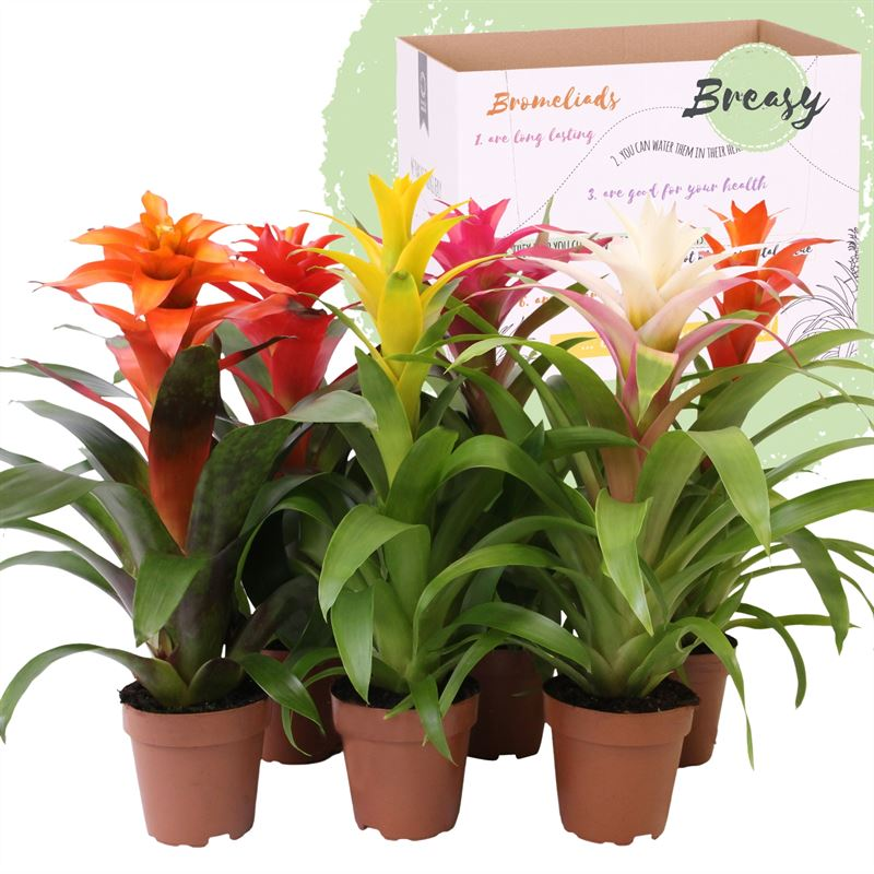 Planta naturala Various colours H45cm Guzmania 'Happy' mix PS12/ in pamant
