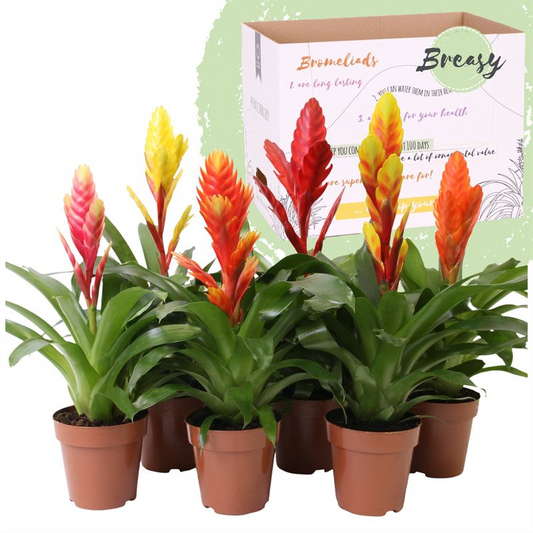 Planta naturala Various colours H45cm Vriesea 'Happy' mix PS12/ in pamant