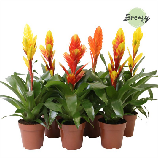 Planta naturala Various colours H45cm Vriesea 'Nature' mix PS12/ in pamant