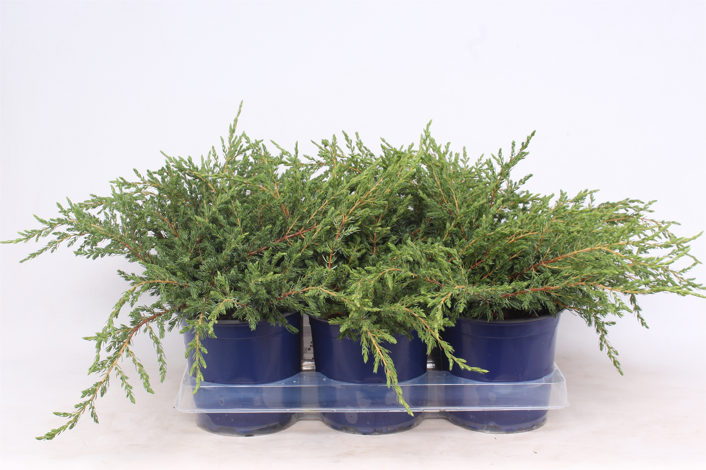 Planta naturala Verzweigte Busch H20cm Juniperus communis 'Repanda' PS15/ in pamant