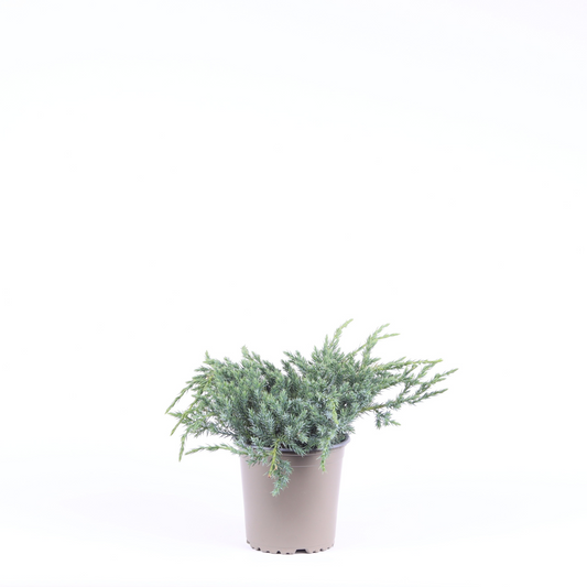 Planta naturala Verzweigte Busch H20cm Juniperus squamata 'Blue Carpet' PS13/ in pamant