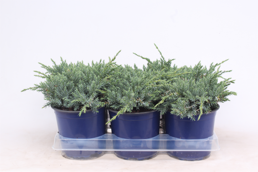 Planta naturala Verzweigte Busch H25cm Juniperus squamata 'Blue Carpet' PS15/ in pamant