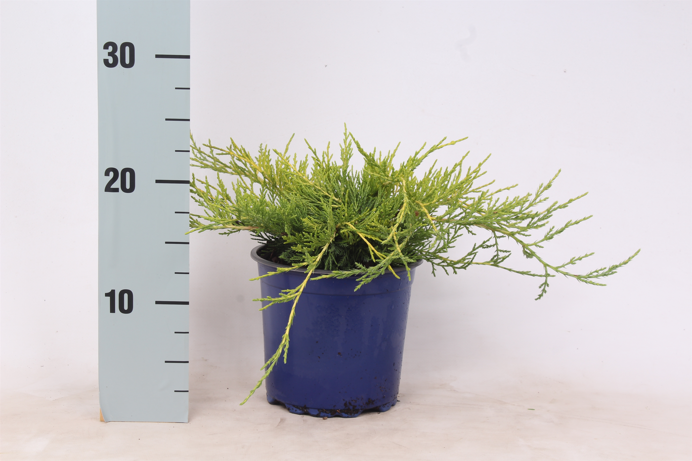 Planta naturala Verzweigte Busch H25cm Juniperus x pfitzeriana 'Gold Coast' PS15/ in pamant