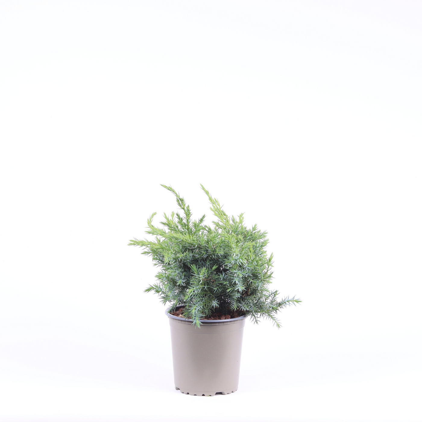 Planta naturala Verzweigte Busch H30cm Juniperus squamata 'Blue Swede' PS13/ in pamant